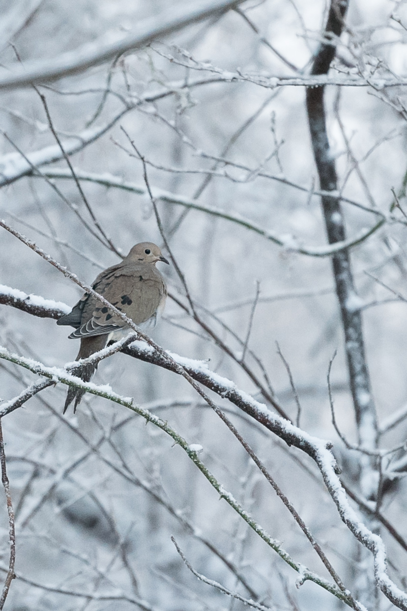 Not A “Mourning” Dove